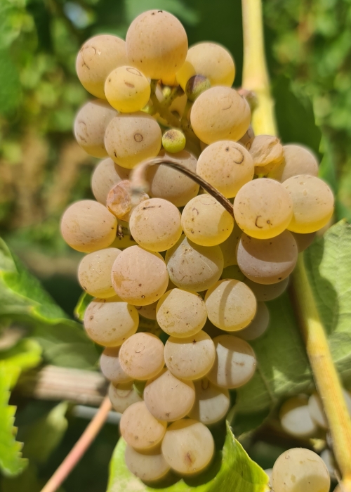 Calardis blanc 20260907 141342
